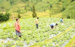 Lào Cai: Phụ nữ xã Lùng Phình phát triển rau ôn đới để thoát nghèo