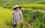 Người phụ nữ Tày tạo sinh kế cho phụ nữ yếu thế giữa đại ngàn 