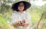 Gợi ý điểm đến dịp nghỉ lễ 2/9: Trải nghiệm lên núi hái hạt dẻ