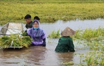 Phụ nữ Hà Nội tham gia đắp đê, hỗ trợ nhân dân chống lũ