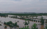 Xót xa “cánh đồng nghìn tỷ” của người dân Văn Giang (Hưng Yên) chìm sâu trong nước lũ 
