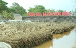 Vườn hoa bãi đá sông Hồng tan hoang, hư hỏng nặng sau ngập lụt