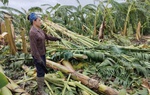 Nông dân trồng chuối ở Hưng Yên: Còn người còn của, bình tĩnh khắc phục hậu quả bão lũ