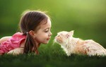 Truyện ngắn: Con mèo nhà