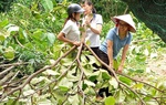 Thái Bình: Các cấp Hội tích cực tham gia ứng phó mưa bão