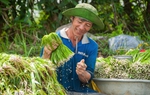 Thu hoạch “rau trời cho” mùa nước nổi 