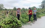 Thái Bình: Cán bộ Hội xuống đồng buộc lúa và giải cứu nông sản giúp hội viên, phụ nữ 