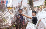 TPHCM: Hoa Tết về nhiều, đang đợi khách mua