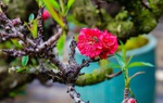 Đào thất thốn mini giá tiền triệu bán đắt hàng, được vận chuyển bằng xe sang