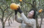 Thủ phủ bưởi Diễn hối hả vào vụ Tết, chủ vườn thuê cả chục người để kịp thu hoạch