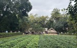 Tổng Bí thư Tô Lâm dâng hương tưởng nhớ Chủ tịch Hồ Chí Minh tại Nghệ An