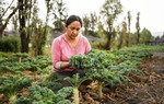 Phụ nữ Mexico chung tay bảo vệ ruộng nổi Aztec cổ đại và cứu hệ sinh thái đang nguy cấp 