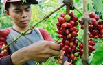 Đắk Lắk: Kiểm tra, xử vụ việc đập phá Trạm Bảo vệ rừng