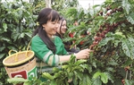 Liên kết chuỗi sản xuất cà phê tạo lực đẩy cho phụ nữ dân tộc thiểu số và miền núi Tây Nguyên