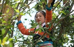 Thúc đẩy liên kết hiệu quả giữa kinh tế tập thể và tư nhân