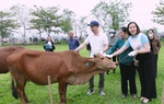 TƯ Hội LHPN Việt Nam hỗ trợ triển khai mô hình "Chăn nuôi bò lai sinh sản" tạo sức bật cho phụ nữ khó khăn