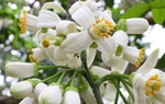 Hương bưởi vườn nhà
