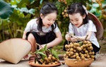 "Tình đất phù sa": Khúc trữ tình sâu đậm về quê hương đất nước