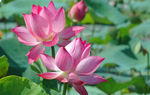 Truyện ngắn: Tỏa ngát hương sen