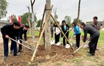 Ninh Bình: Hội LHPN TP Hoa Lư trồng "Đường cây đoàn kết" dịp 8/3