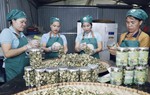 Cả nước có 1,65 triệu lao động làm việc trong các hợp tác xã