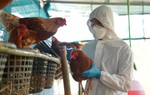 

Bé gái 8 tuổi bị viêm não do nhiễm cúm H5N1 sau khi tiếp xúc gà chết