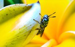Thử nghiệm dùng cá và ruồi biến đổi gene loại bỏ ô nhiễm môi trường