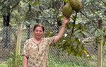 Người phụ nữ tiên phong trồng sầu riêng ven suối Xà Bớ, Lâm Đồng 