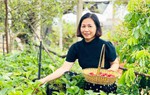 Trải nghiệm hái dâu tại vườn - cách bán hàng mới ở Gia Lai