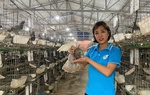 Người cán bộ Hội tiên phong xây dựng mô hình nuôi chim bồ câu Pháp