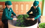 Sinh kế bền vững của phụ nữ vùng "đệ nhất danh trà"
