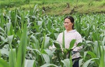 Trăn trở phát triển sinh kế từ cây "vàng đen" cho phụ nữ vùng biên