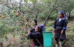 Yên Bái: Đời sống người dân khởi sắc nhờ giảm nghèo hiệu quả
