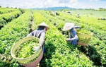Phú Lương, Thái Nguyên: Nhiều mô hình thiết thực giúp đồng bào dân tộc thiểu số giảm nghèo
