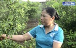 Nguồn vốn chính sách tạo động lực cho phụ nữ xứ Thanh phát triển kinh tế