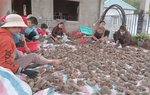Cơ hội sinh kế từ “Hoa hướng dương biên cương” 