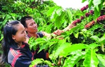 Tín dụng chính sách - bệ đỡ thoát nghèo của phụ nữ Gia Lai