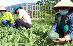 Lào Cai: Kinh tế khởi sắc nhờ chuyển đổi cơ cấu cây trồng ở phường Nghĩa Lộ