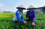 Quảng Ninh hỗ trợ hội viên, phụ nữ giảm nghèo gắn với xây dựng nông thôn mới