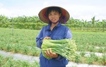 Hưng Yên: Phụ nữ A Sào phát triển kinh tế từ mô hình nông nghiệp xanh bền vững