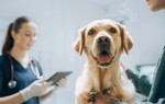 Chó có thể phát hiện chính xác bệnh Parkinson