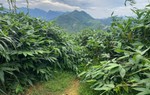 Mô hình trồng giang lấy lá góp phần phát triển kinh tế nông thôn miền núi