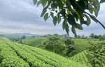 Những đồi chè xanh mướt thay đổi diện mạo nông thôn mới ở Thái Nguyên