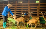Điểm tựa giúp người dân Lai Châu vươn lên thoát nghèo