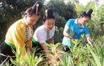 Xây dựng môi trường sống xanh từ mô hình "Nhà sạch - Vườn đẹp"