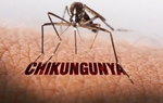 Có thể xảy ra nguy cơ tái xuất hiện bệnh Chikungunya ở TPHCM