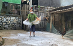 "Cuộc chiến" ngăn dịch tả lợn châu Phi ở Nghệ An