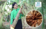 Trải nghiệm: Chế biến sản phẩm từ cây "xóa đói giảm nghèo" của núi rừng Lâm Thượng