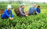 Xã Tằng Loỏng xây dựng nông thôn mới từ mô hình trồng chè