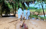 Ngăn chặn dịch bệnh rình rập sau mưa lũ: Những điều cần lưu ý